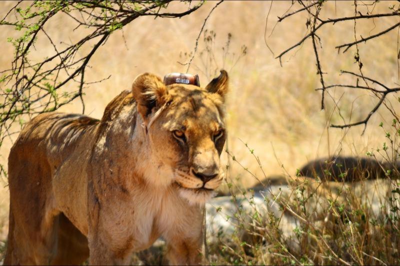Mabula Game Reserve Bushtime Mabula 아파트 외부 사진