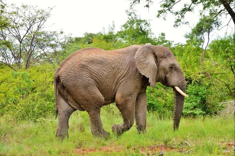 Mabula Game Reserve Bushtime Mabula 아파트 외부 사진